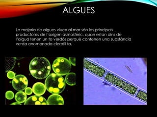 ALGUES 
La majoria de algues viuen al mar són les principals 
productores de l’oxigen asmosferic, quan estan dins de 
l’aigua tenen un to verdós perquè contenen una substància 
verda anomenada clorofil·la. 
 