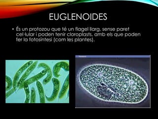 EUGLENOIDES 
• És un protozou que té un flagel llarg, sense paret 
cel·lular i poden tenir cloroplasts, amb els que poden 
fer la fotosíntesi (com les plantes). 
 