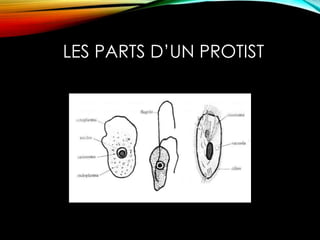 LES PARTS D’UN PROTIST 
 