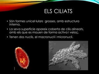 ELS CILIATS 
• Són formes unicel·lulars grosses, amb estructura 
interna. 
• La seva superficie apareix coberta de cilis alineats, 
amb els que es mouen de forma activa i veloç. 
• Tenen dos nuclis, el macronucli i micronucli. 
 