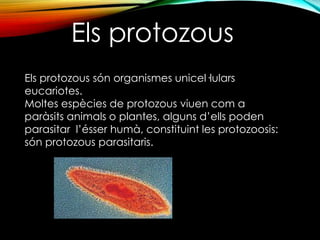 Els protozous 
Els protozous són organismes unicel·lulars 
eucariotes. 
Moltes espècies de protozous viuen com a 
paràsits animals o plantes, alguns d’ells poden 
parasitar l’ésser humà, constituint les protozoosis: 
són protozous parasitaris. 
 