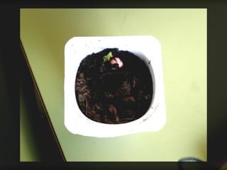 Els pèsols al curs de segon