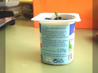 Els pèsols al curs de segon