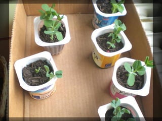 Els pèsols al curs de segon