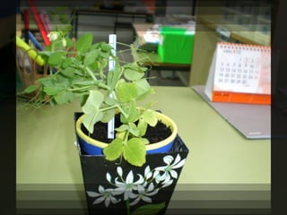 Els pèsols al curs de segon