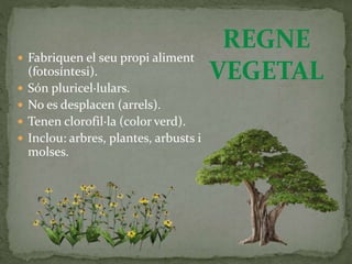  Fabriquen el seu propi aliment
(fotosíntesi).
 Són pluricel·lulars.
 No es desplacen (arrels).
 Tenen clorofil·la (color verd).
 Inclou: arbres, plantes, arbusts i
molses.
REGNE
VEGETAL
 
