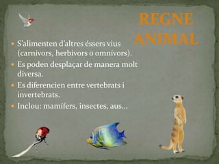  S’alimenten d’altres éssers vius
(carnívors, herbívors o omnívors).
 Es poden desplaçar de manera molt
diversa.
 Es diferencien entre vertebrats i
invertebrats.
 Inclou: mamífers, insectes, aus...
REGNE
ANIMAL
 