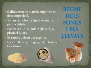  S’alimenten de matèria orgànica en
descomposició.
 Tenen cèl·lules de tipus vegetal, amb
paret cel·lular.
 Poden ser unicel·lulars (llevats) o
pluricel·lulars.
 Es reprodueixen per espores.
 Inclou: llevats, fongs que fan bolets i
floridures.
REGNE
DELS
FONGS
I ELS
LLEVATS
 