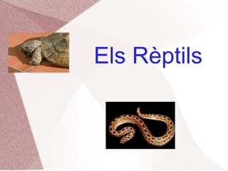 Els Rèptils 