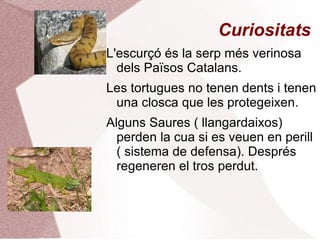 Introducció Són  animals terrestres però poden viure en el medi aquàtic. 