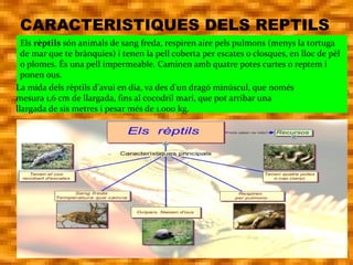 Els rèptils són animals de sang freda, respiren aire pels pulmons (menys la tortuga 
de mar que te brànquies) i tenen la pell coberta per escates o closques, en lloc de pèl 
o plomes. És una pell impermeable. Caminen amb quatre potes curtes o reptem i 
ponen ous.  
La mida dels rèptils d’avui en dia, va des d'un dragó minúscul, que només 
mesura 1,6 cm de llargada, fins al cocodril marí, que pot arribar una 
llargada de sis metres i pesar més de 1.000 kg.
CARACTERISTIQUES DELS REPTILS
 