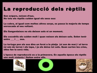 La reproducció dels rèptils
Son ovípars, neixen d’ous.
No tots els rèptils cuiden igual els seus ous:
La cobra, al igual com moltes altres serps, es passa la majoria de temps
enroscada al seu voltant.
Els llangardaixos no els deixen sols ni un moment.
Els cocodrils els cuiden molt i quan neixen els deixen sols. Solen tenir
entre ___ i ___ ous.
La tortuga pon els ous dins un forat a la platja (si son de mar) i al terra
(si són de terra) i els tapa, i ja els deixa tot sols. Quan surten les cries,
elles fan la seva vida.
L'època de reproducció es a la primavera. En aquella època els rèptils
són molt violents i lluiten entre ells.
 