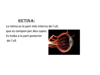 Retina:
La retina es la part més interna de l´ull,
que es compon per deu capes.
Es troba a la part posterior
 de l´ull.
 