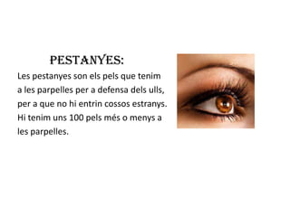 Pestanyes:
Les pestanyes son els pels que tenim
a les parpelles per a defensa dels ulls,
per a que no hi entrin cossos estranys.
Hi tenim uns 100 pels més o menys a
les parpelles.
 