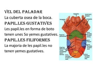 VEL DEL PALADAR
La cuberta osea de la boca.
PAPIL.LES GUSTATIVES
Les papil.les en forma de boto
tenen unes 5o yemes gustatives.
PAPIL.LES FILIFORMES
La majoria de les papil.les no
tenen yemes gustatives.
 