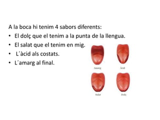 A la boca hi tenim 4 sabors diferents:
• El dolç que el tenim a la punta de la llengua.
• El salat que el tenim en mig.
• L´àcid als costats.
• L´amarg al final.
 