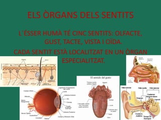 ELS ÒRGANS DELS SENTITS 
L´ÉSSER HUMÀ TÉ CINC SENTITS: OLFACTE, 
GUST, TACTE, VISTA I OÏDA. 
CADA SENTIT ESTÀ LOCALITZAT EN UN ÒRGAN 
ESPECIALITZAT. 
 