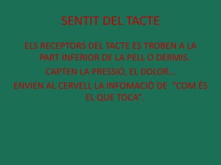 SENTIT DEL TACTE 
ELS RECEPTORS DEL TACTE ES TROBEN A LA 
PART INFERIOR DE LA PELL O DERMIS. 
CAPTEN LA PRESSIÓ, EL DOLOR… 
ENVIEN AL CERVELL LA INFOMACIÓ DE “COM ÉS 
EL QUE TOCA”. 
 