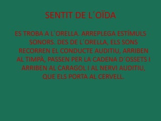 SENTIT DE L´OÏDA 
ES TROBA A L´ORELLA. ARREPLEGA ESTÍMULS 
SONORS. DES DE L´ORELLA, ELS SONS 
RECORREN EL CONDUCTE AUDITIU, ARRIBEN 
AL TIMPÀ, PASSEN PER LA CADENA D´OSSETS I 
ARRIBEN AL CARAGOL I AL NERVI AUDITIU, 
QUE ELS PORTA AL CERVELL. 
