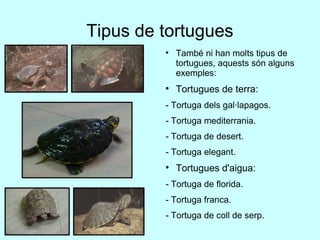 Tipus de tortugues També ni han molts tipus de tortugues, aquests són alguns exemples: Tortugues de terra: - Tortuga dels gal·lapagos. - Tortuga mediterrania. - Tortuga de desert. - Tortuga elegant. Tortugues d'aigua: - Tortuga de florida. - Tortuga franca. - Tortuga de coll de serp. 