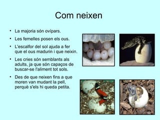 Com neixen  La majoria són ovípars. Les femelles posen els ous. L'escalfor del sol ajuda a fer que el ous madurin i que neixin. Les cries són semblants als adults, ja que són capaços de buscar-se l'aliment tot sols. Des de que neixen fins a que moren van mudant la pell, perquè s'els hi queda petita. 