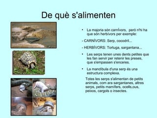 De què s'alimenten La majoria són carnÍvors,  però n'hi ha que són herbívors per exemple: - CARNÍVORS: Serp, cocodril... - HERBÍVORS: Tortuga, sargantana... Les serps tenen unes dents petites que les fan servir per retenir les preses, que s'empassen s'enceres.  La mandíbula d'una serp és una estructura complexa. Totes les serps s'alimentan de petits animals, com ara sargantanes, altres serps, petits mamífers, ocells,ous, peixos, cargols o insectes. 