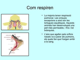 Com respiren La majoria tenen respiració pulmonar. Les úniques excepcions a això són les tortugues aquàtiques. Aquests animals han desenvolupat una pell més permeable, i fins i tot brànquies. L'aire que agafen pels orificis nasals va a parar als pulmons, els quals fan que l'oxigen arribi a la sang. 
