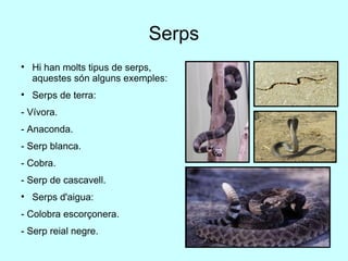 Serps Hi han molts tipus de serps, aquestes són alguns exemples: Serps de terra: - Vívora. - Anaconda. - Serp blanca. - Cobra. - Serp de cascavell. Serps d'aigua: - Colobra escorçonera. - Serp reial negre. 