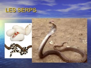 LES SERPSLES SERPS
 