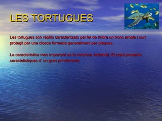 LES TORTUGUESLES TORTUGUES
Les tortugues son réptils caracteritzats pel fet de tindre un tronc ample i curtLes tortugues son réptils caracteritzats pel fet de tindre un tronc ample i curt
protegit per una closca formada generalment per plaques.protegit per una closca formada generalment per plaques.
La caracteristica mes important es la columna vertebral. El crani presentaLa caracteristica mes important es la columna vertebral. El crani presenta
caractelistiques d’ un gran primitivisme.caractelistiques d’ un gran primitivisme.
 