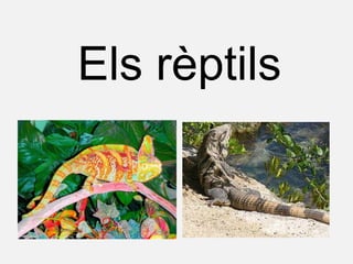Els rèptils
 