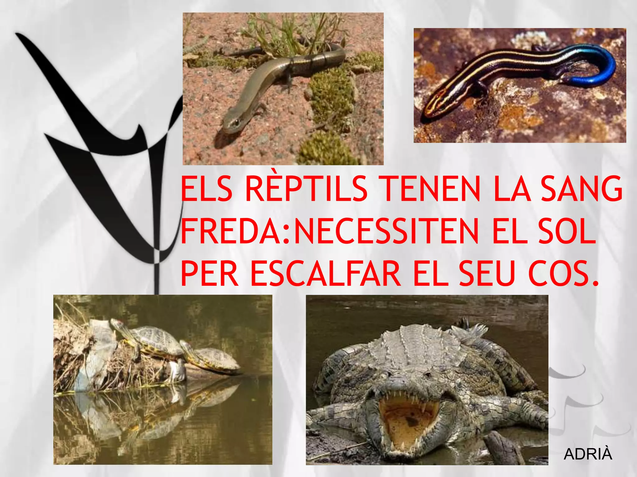 ELS RÈPTILS TENEN LA SANG
FREDA:NECESSITEN EL SOL
PER ESCALFAR EL SEU COS.
ADRIÀ
 