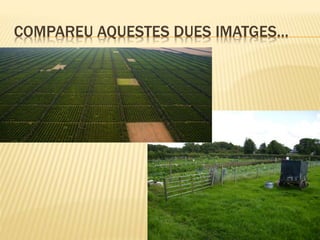 COMPAREU AQUESTES DUES IMATGES…
 