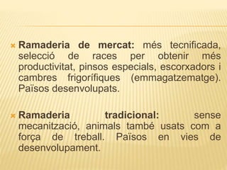  Ramaderia de mercat: més tecnificada,
selecció de races per obtenir més
productivitat, pinsos especials, escorxadors i
cambres frigorífiques (emmagatzematge).
Països desenvolupats.
 Ramaderia tradicional: sense
mecanització, animals també usats com a
força de treball. Països en vies de
desenvolupament.
 
