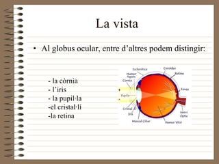 Al globus ocular, entre d’altres podem distingir: La vista  - la còrnia - l’iris - la pupil·la -el cristal·lí -la retina 