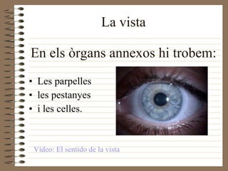 La vista En els òrgans annexos hi trobem: Les parpelles les pestanyes i les celles. Vídeo: El sentido de la vista 