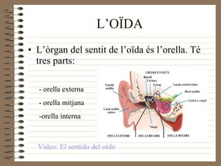 L’OÏDA L’òrgan del sentit de l’oïda és l’orella. Té tres parts: - orella externa - orella mitjana -orella interna Vídeo: El sentido del oído 