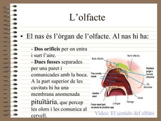 L’olfacte El nas és l’òrgan de l’olfacte. Al nas hi ha: -  Dos orificis  per on entra i surt l’aire. -  Dues fosses  separades per una paret i comunicades amb la boca. A la part superior de les cavitats hi ha una membrana anomenada  pituïtària , que percep les olors i les comunica al cervell. Vídeo: El sentido del olfato 