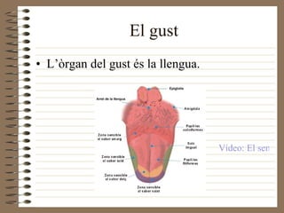 El gust L’òrgan del gust és la llengua. Vídeo: El sentido del gusto 