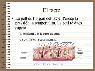 El tacte La pell és l’òrgan del tacte. Percep la pressió i la temperatura. La pell té dues capes: - L’epidermis és la capa externa. -La dermis és la capa interna. Vídeo: El sentido del tacto 