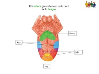 Els sabors que rebem en cada part
                  de la llengua




                                           Amarg




Àcid




                                                   Salat




                   Dolç
 