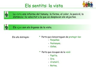 Els sentits: la vista
La vista ens informa del tamany, la forma, el color, la posició, la
distància i la velocitat a la que es desplacen els objectes.



Els ojos son els órganss de la vista.



Els ulls distingim:     * Parts que s’encarreguen de protegir-los:
                                 - Parpelles.
                                  - Pestanyes.
                                  - Celles.

                         * Parts que s’ocupan de la visió:
                                  - Pupil·la.
                                  - Iris.
                                  - Cristal·lí.
                                  - Retina.
 