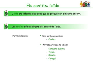 Els sentits: l’oïda
L’oïda ens informa dels sons que es produeixen al nostre entorn.




Les orelles són els órgans del sentid de l’oïda.


Parts de l’orella:         * Una part que vemiem:
                                 - Orelles.

                           * Altres parts que no veiem:
                                 - Conducte auditiu.
                                 - Tímpà.
                                 - Ossets.
                                 - Caragol.
 