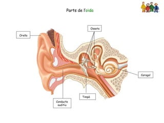 Parts de l’oïda



                                Ossets

Orella




                                         Caragol




                        Timpà
         Conducte
          auditiu
 