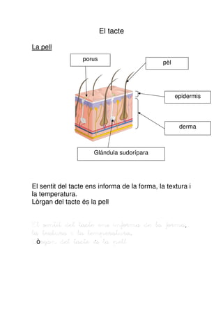 El tacte

La pell
                  porus
                                               pèl




                                                     epidermis




                                                      derma



                      Glándula sudorípara




El sentit del tacte ens informa de la forma, la textura i
la temperatura.
Lòrgan del tacte és la pell


El sentit del tacte ens informa de la forma,
la textura i la temperatura.
Lòrgan del tacte és la pell
 