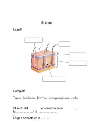 El tacte

La pell




Completa

Tacte, textura, forma, temperatura, pell


El sentit del ............... ens informa de la ................,
la.......................i la ..........................
.
Lòrgan del tacte és la .............
 