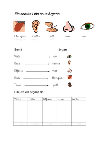 Els sentits i els seus òrgans.




Llengua     orella       pell               nas             ull
Llengua     orella       pell               nas           ull


Sentit                                òrgan

Vista                          ull


Oïda                           orella


Olfacte                        nas


Gust                           llengua


Tacte                          pell


Dibuixa els òrgans de

Vista     Oïda       Olfacte         Gust         tacte




   ull      orella      Nas           Llengua        Pell
 