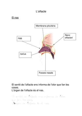 L’olfacte

El nas


                       Membrana pituitària



                                                    Nervi
      nas                                           olfactori




         narius




                          Fosses nasals




El sentit de l’olfacte ens informa de l’olor que fan les
coses.
L’òrgan de l’olfacte és el nas.

El sentit de l’olfacte ens informa de l’olor
que fan les coses.
L’òrgan de l’olfacte és el nas.
 