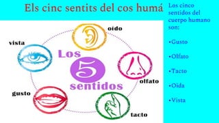 Els cinc sentits del cos humá Los cinco
sentidos del
cuerpo humano
son:
•Gusto
•Olfato
•Tacto
•Oida
•Vista
 