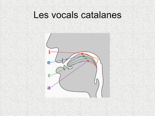Les vocals catalanes
 